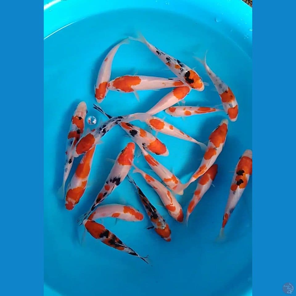 20 e kohaku sanke size : 12 14 cm