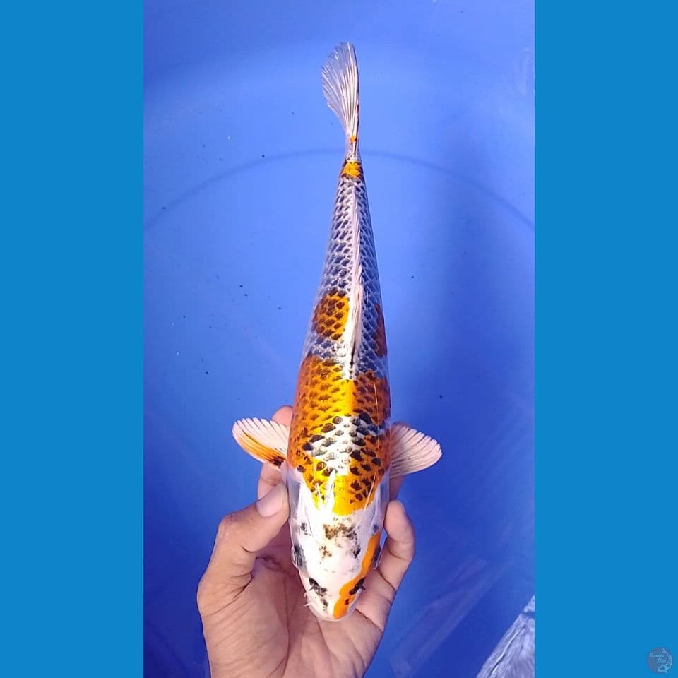 kujaku size : 28 cm .m