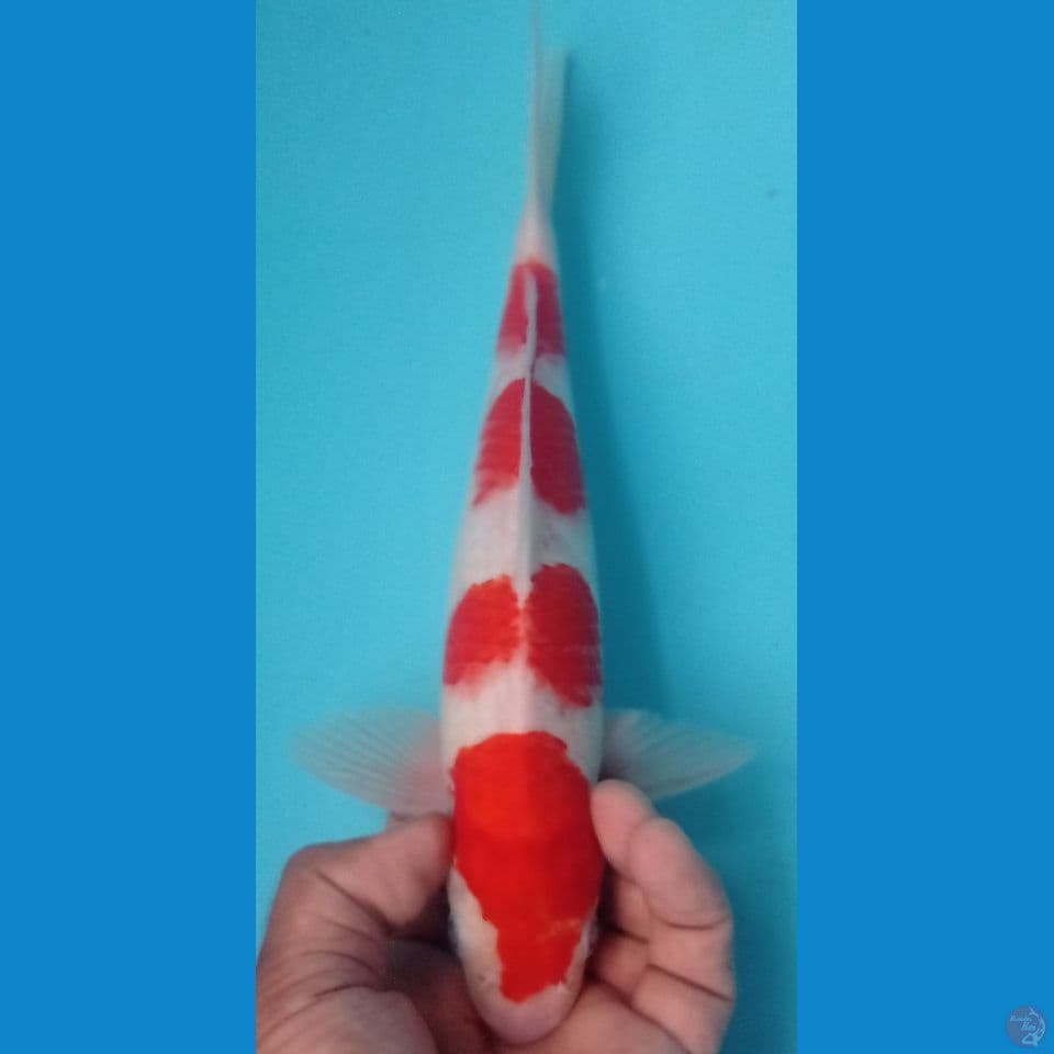kohaku four  28