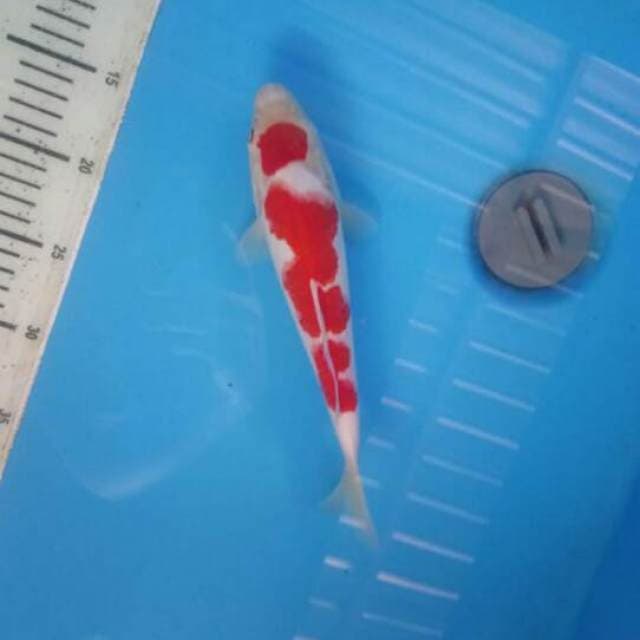 Maruten kohaku setrong