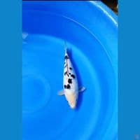 bekko ginrin  30 cm body badak 