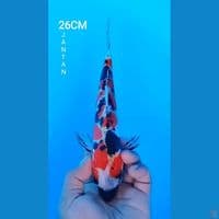 DOITSU SHOWA 26CM JANTAN