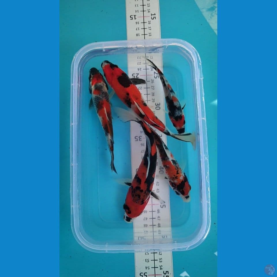 Showa Bahan keep 14-20cm 5 ekor