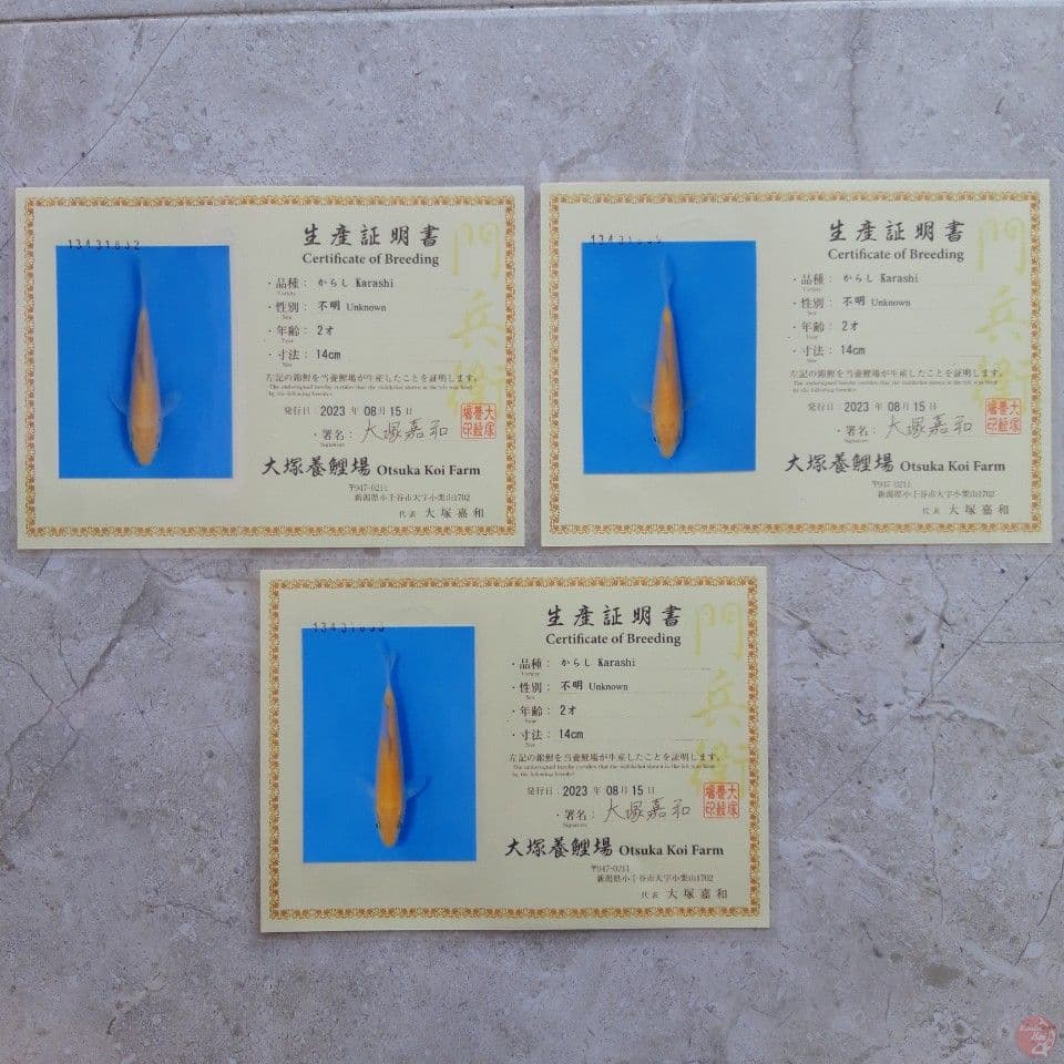 OTSUKA 3 EKOR KARASHI 15CM SERTI