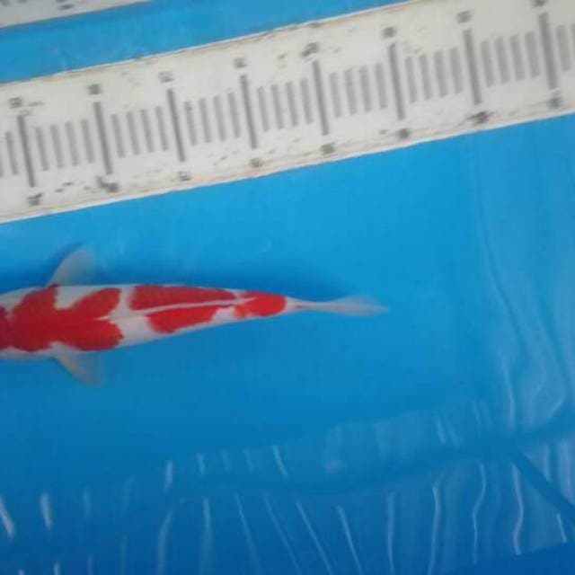 Kohaku setrong