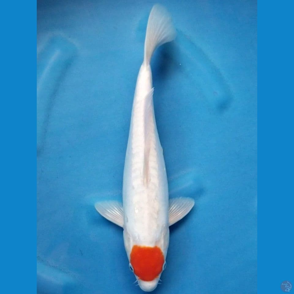 TANCHO 36 CM