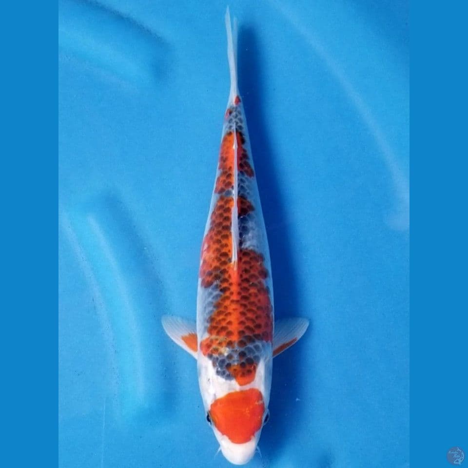 GOSHIKI 30 CM