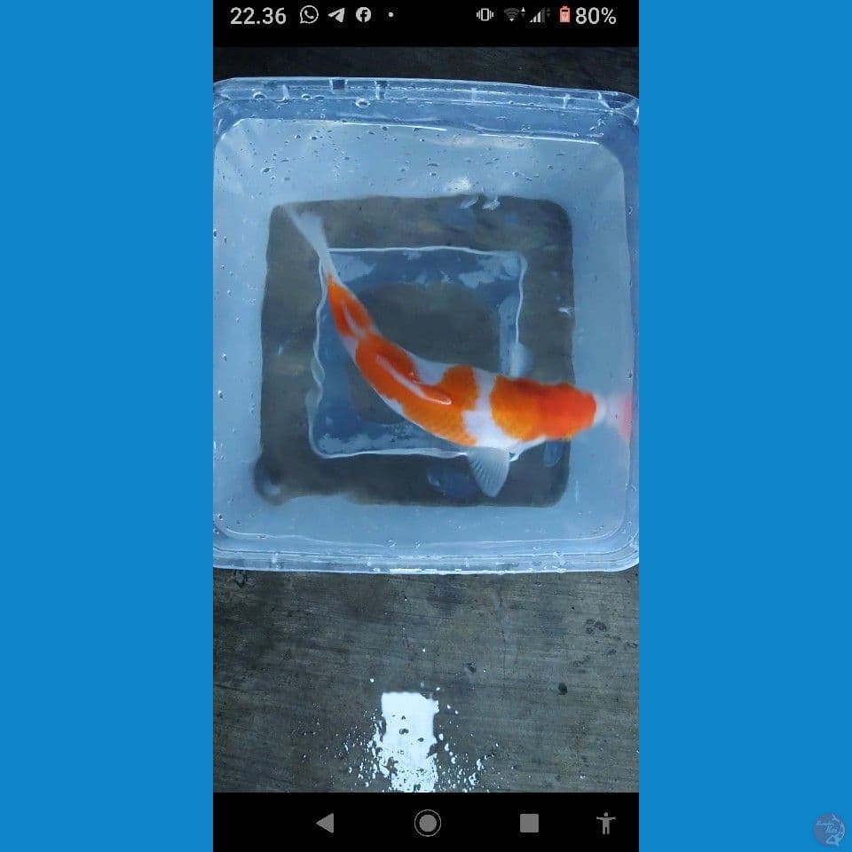 kohaku pola ori