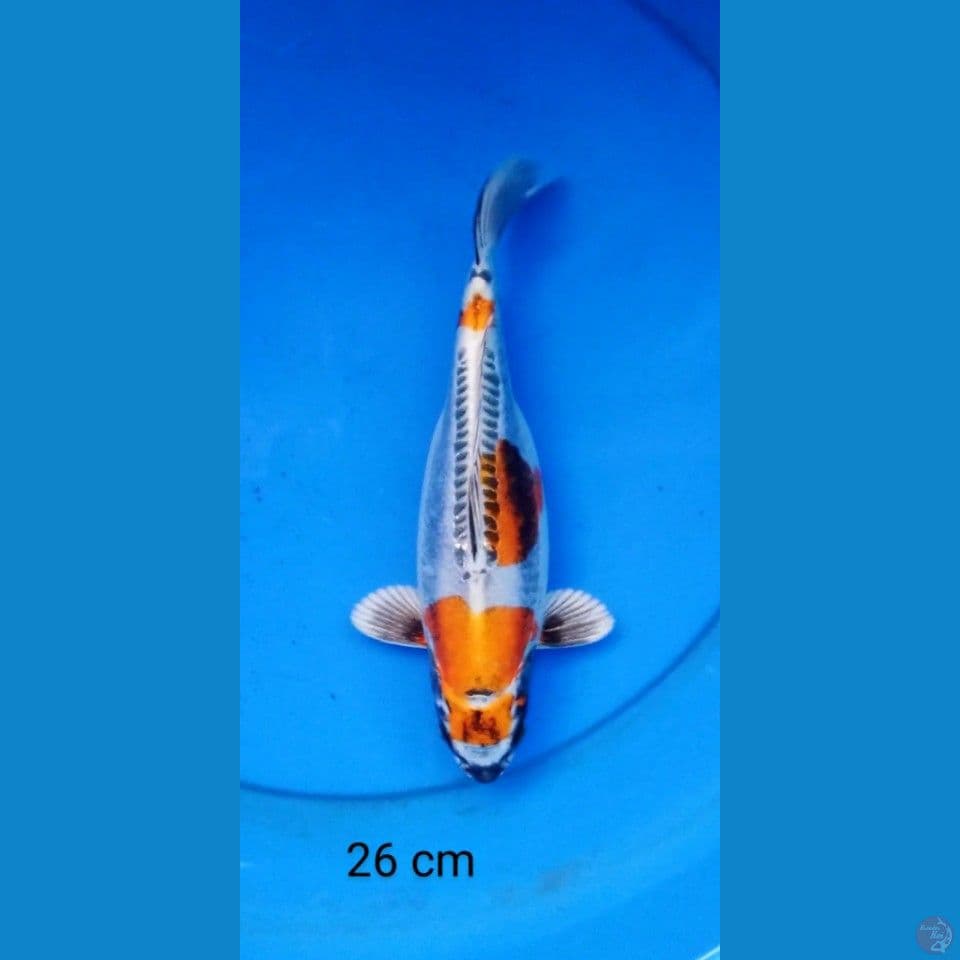 kiko antix 26 cm