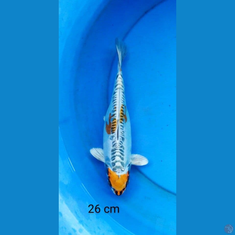 kiko 26 cm