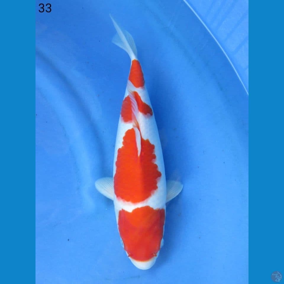 33cm - kohaku yondan 