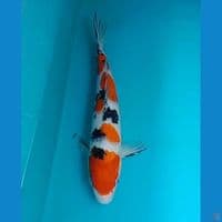 SANKE 28cm