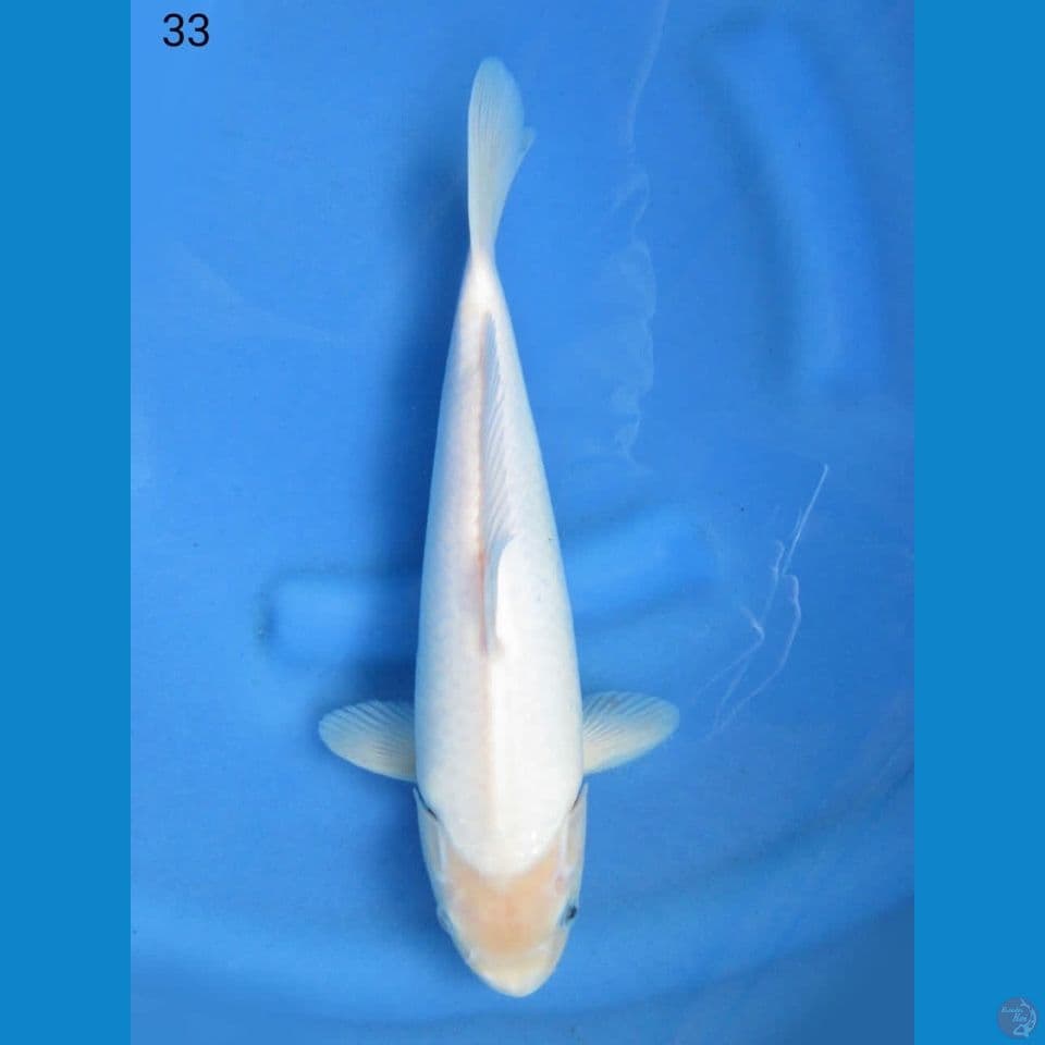 33cm - shiromuji 
