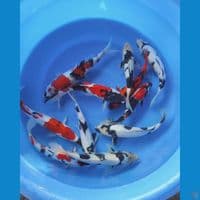 PAKET - Showa shiro padang 26-32cm 11 ekor