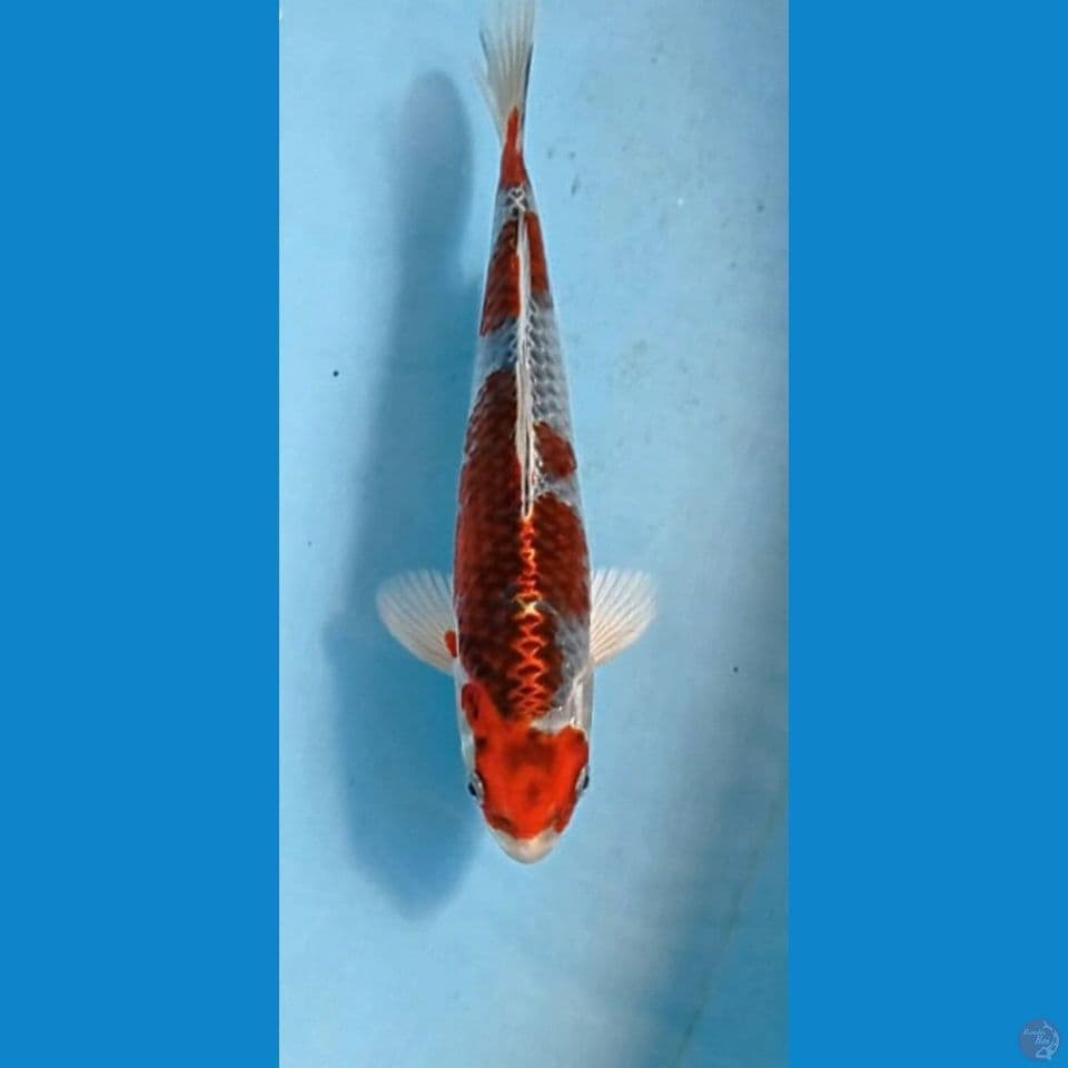 beni gingga, 24 cm
