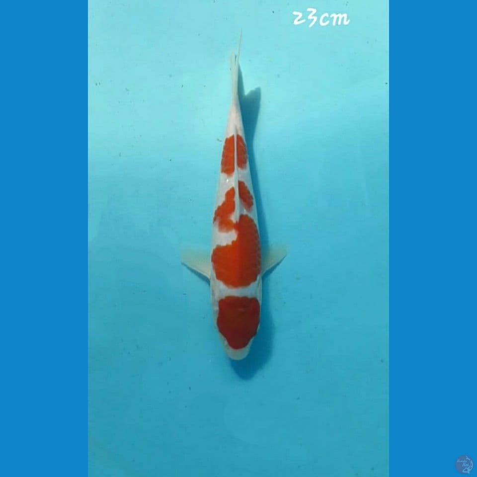 Kohaku 23cm