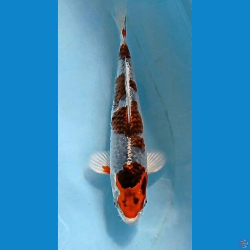 beni gingga, 23 cm
