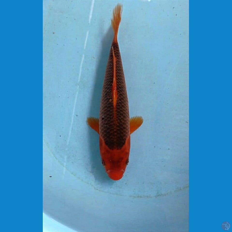 aka madsuba, 26 cm