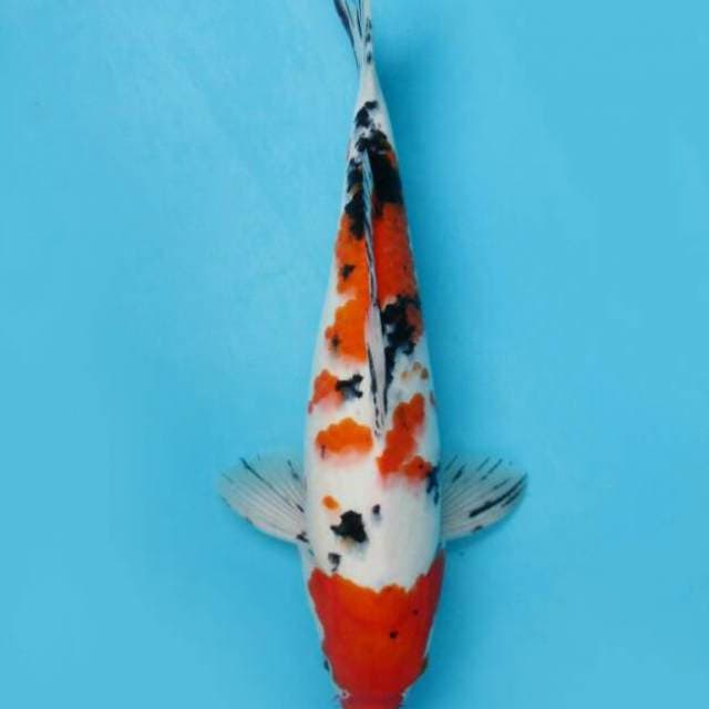 BKS ( Sanke 40 cm )