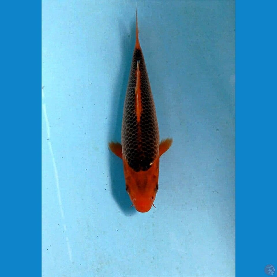 aka madsuba, 20 cm