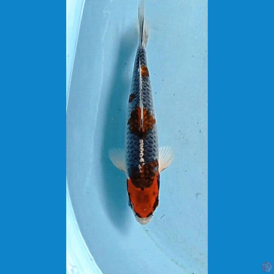 beni gingga, 23 cm