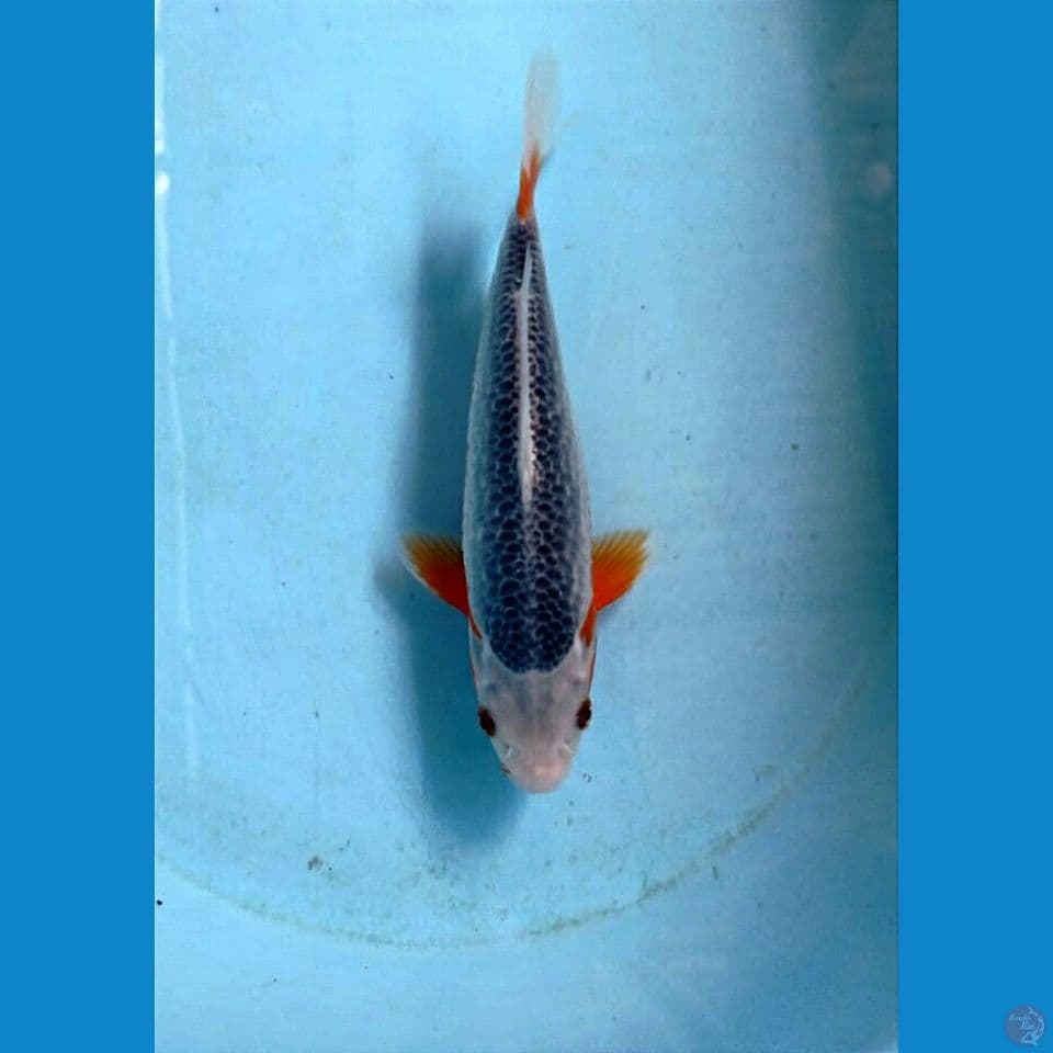 asagi, 23 cm