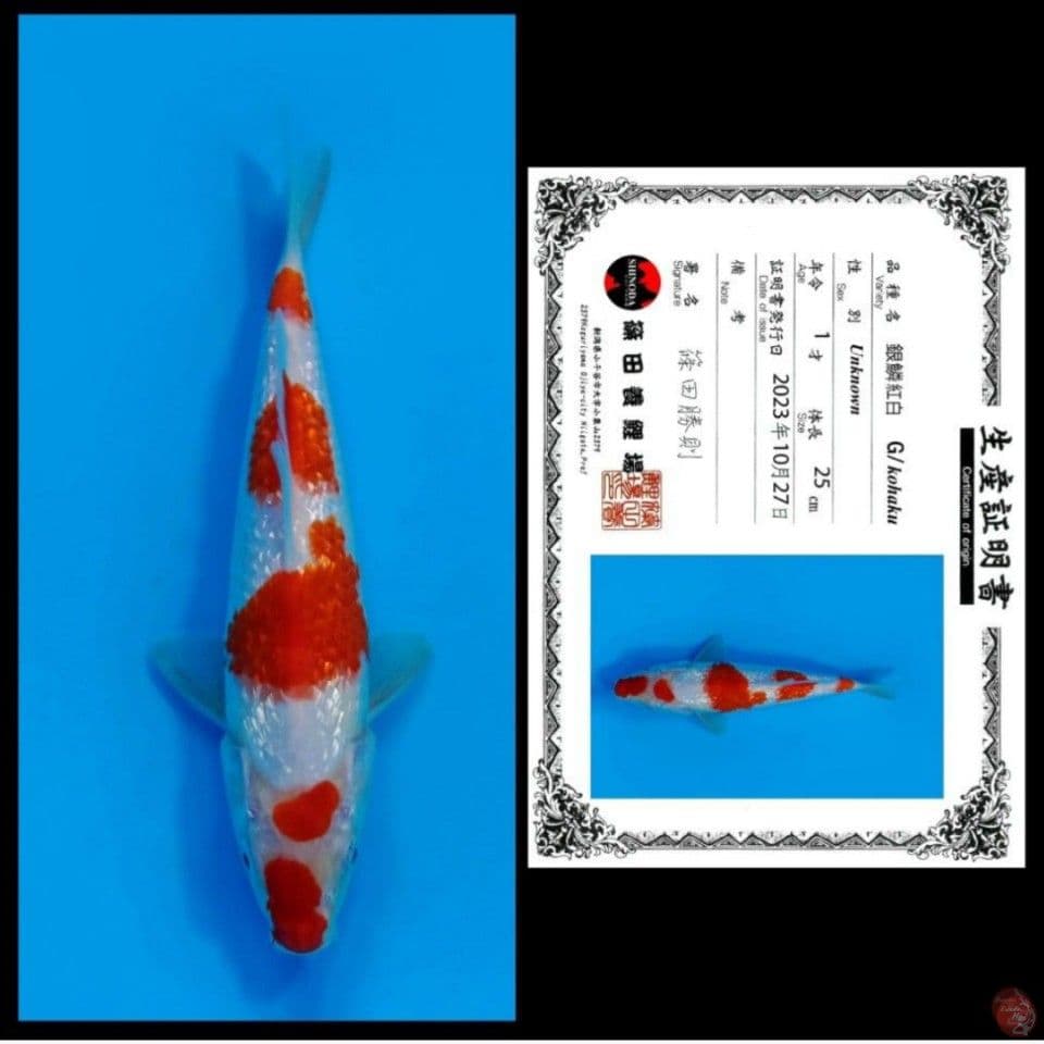 25 cm ginrin shinoda