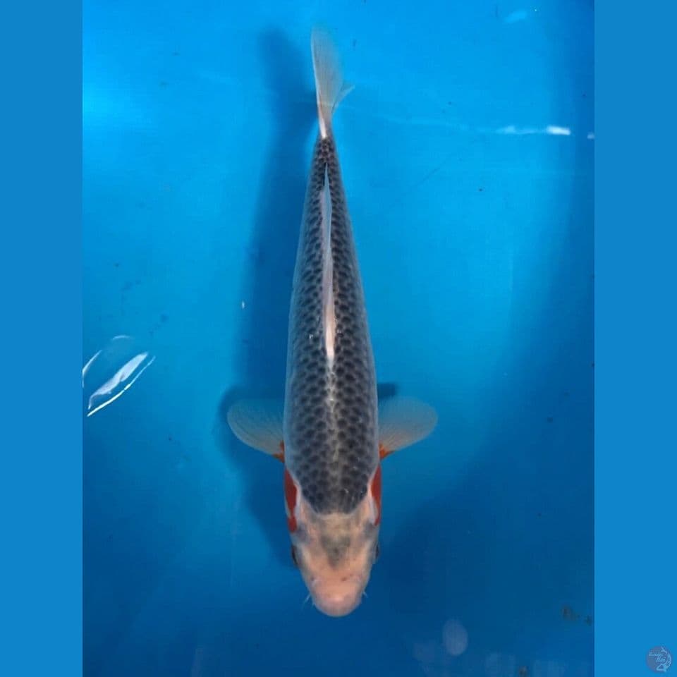 asagi 28cm