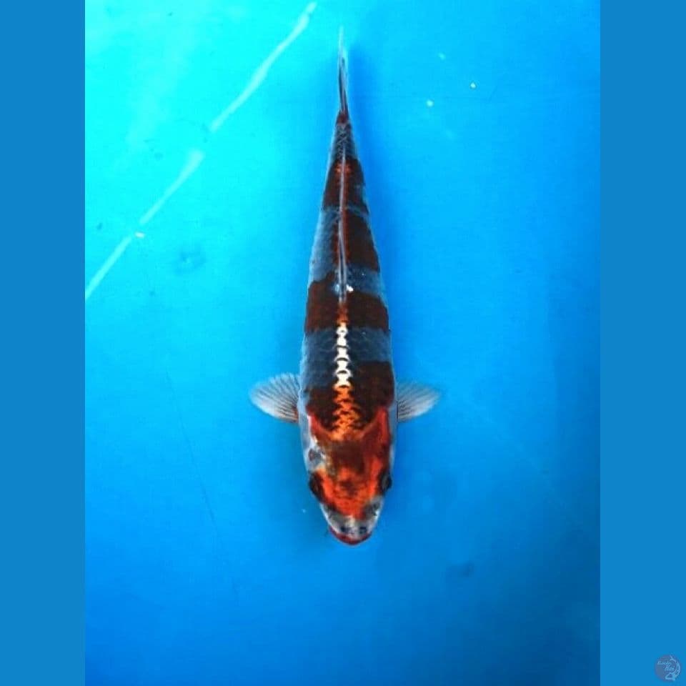 beni gingga 23cm