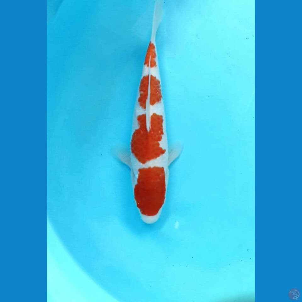 Kohaku 26cm
