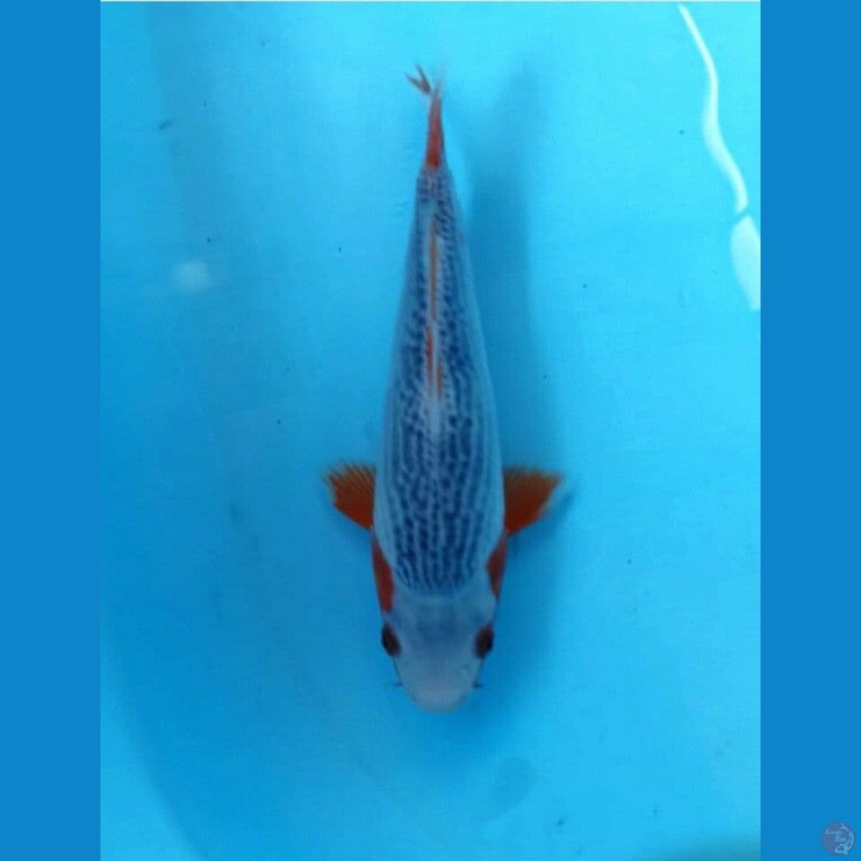 Asagi 24cm