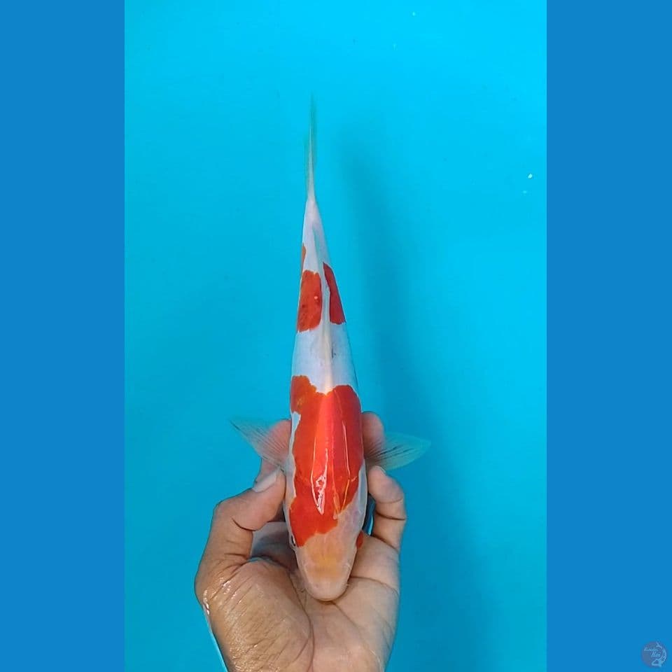 doitshu size : 25 cm m