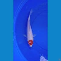 TANCO KOHAKU ORI || 30CM