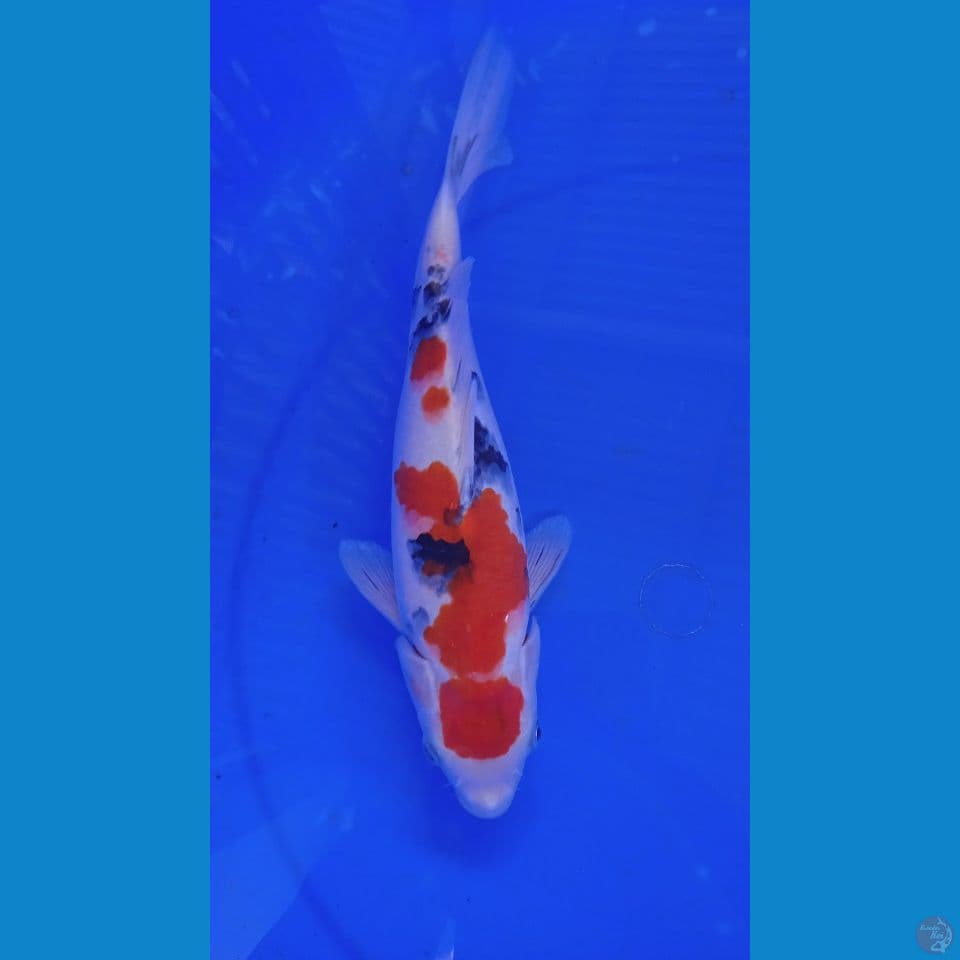 SANKE || 27cm