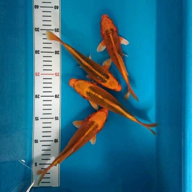 4 ek ORENJI MATSUBA