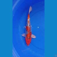 KUJAKU MALE || 30cm