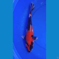 SHOWA MALE MOTOGORO || 33cm