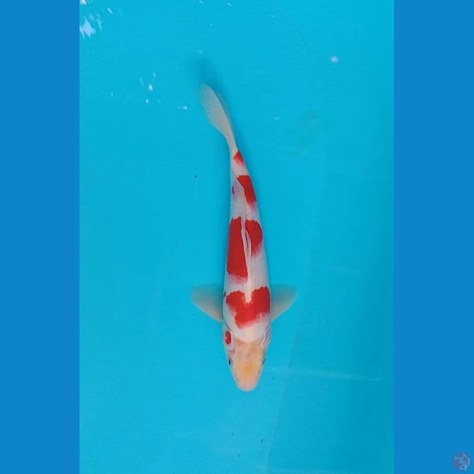 kohaku size : 25 cm m