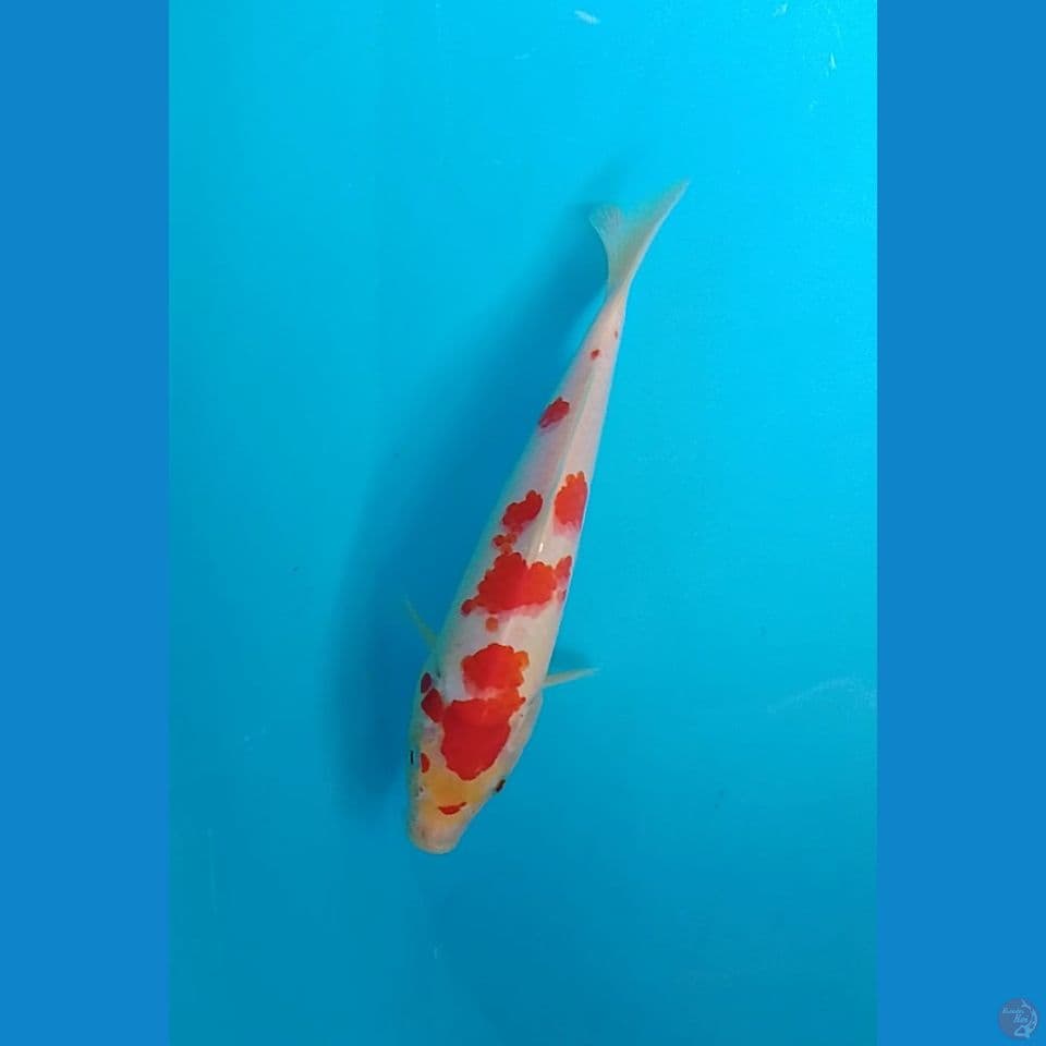 kohaku size : 25 cm m