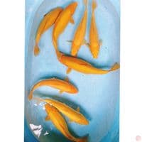 KARASI 31-35 CM  ( 8  EKOR )