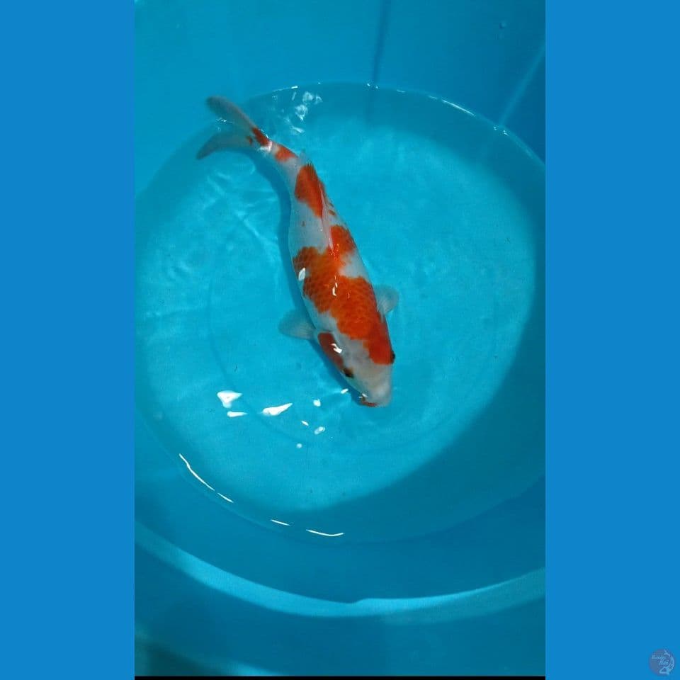 Kohaku 35cm Famale Bulky