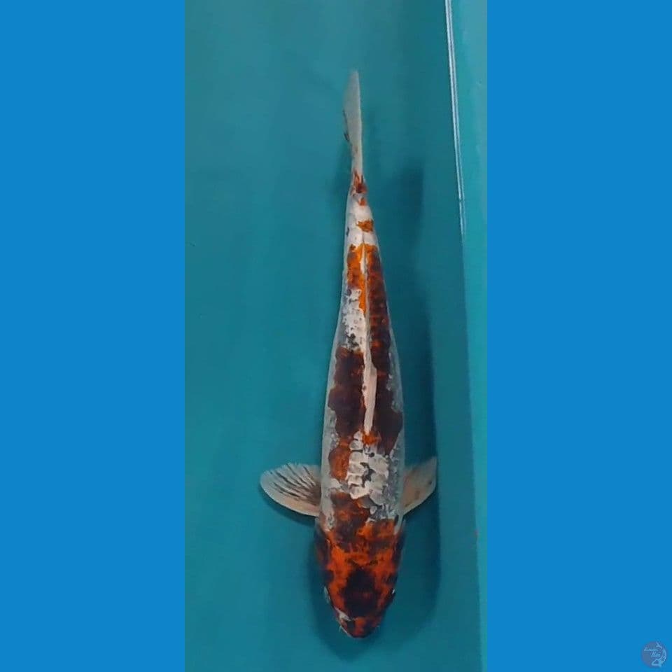 jumbo 50cm male