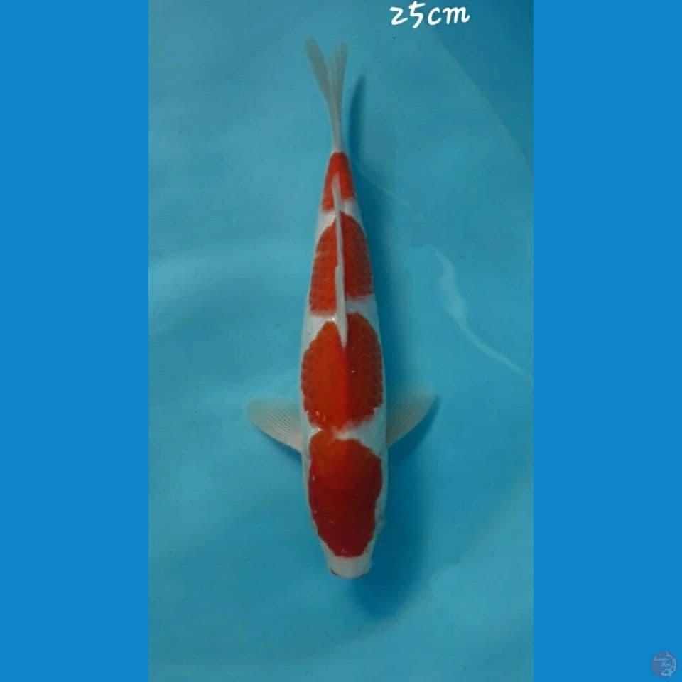 Kohaku 25cm