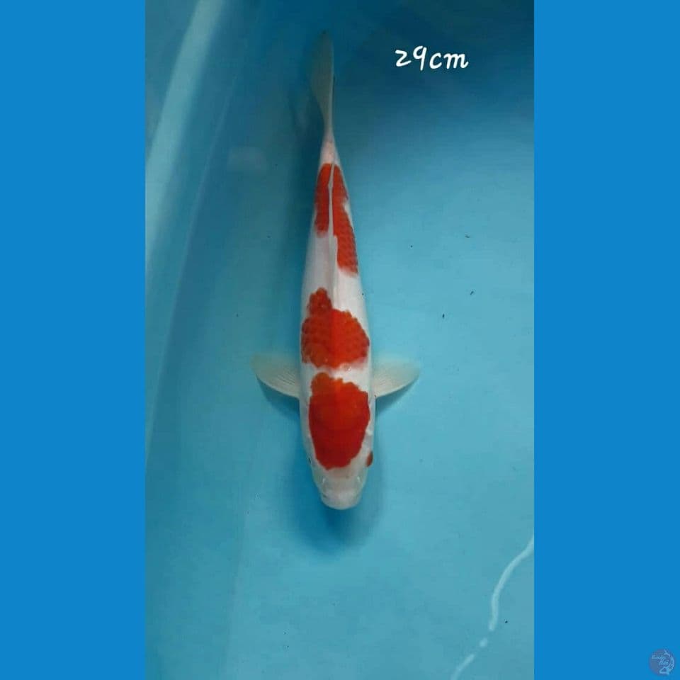 Kohaku 29cm