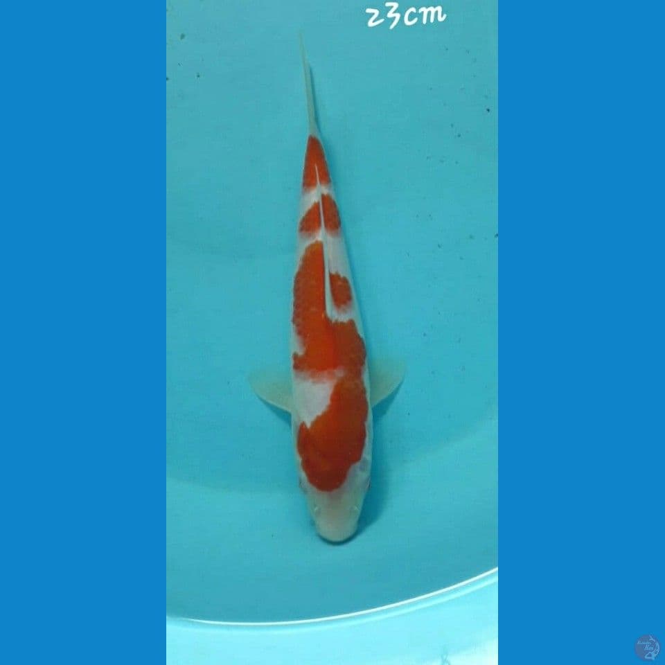 Kohaku 23cm