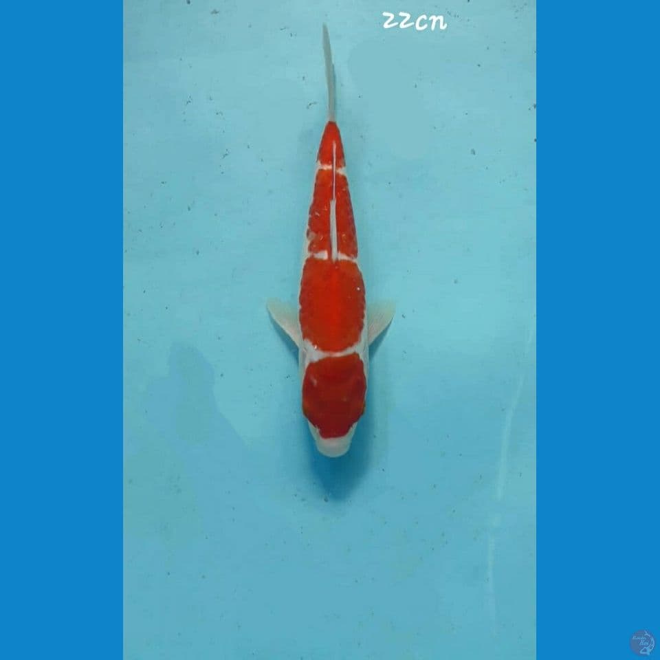 Kohaki 22cm