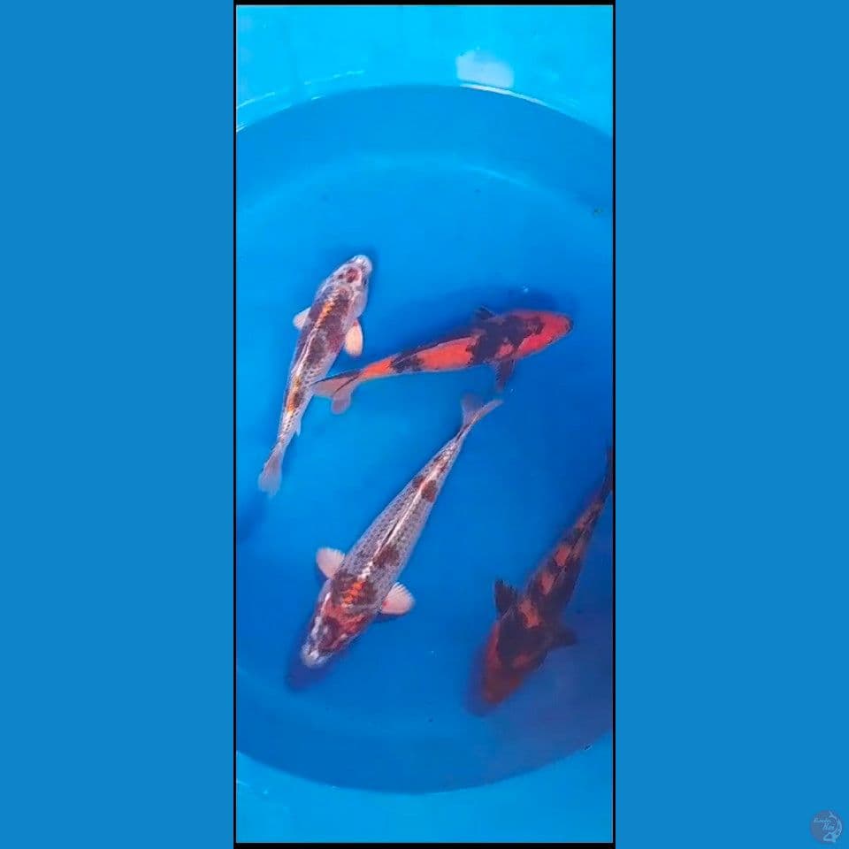 mix 22-25cm