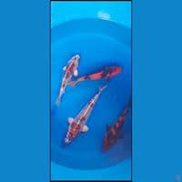 mix 22-25cm