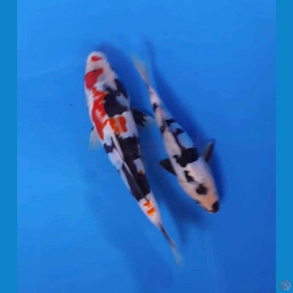 doisu 15-20cm