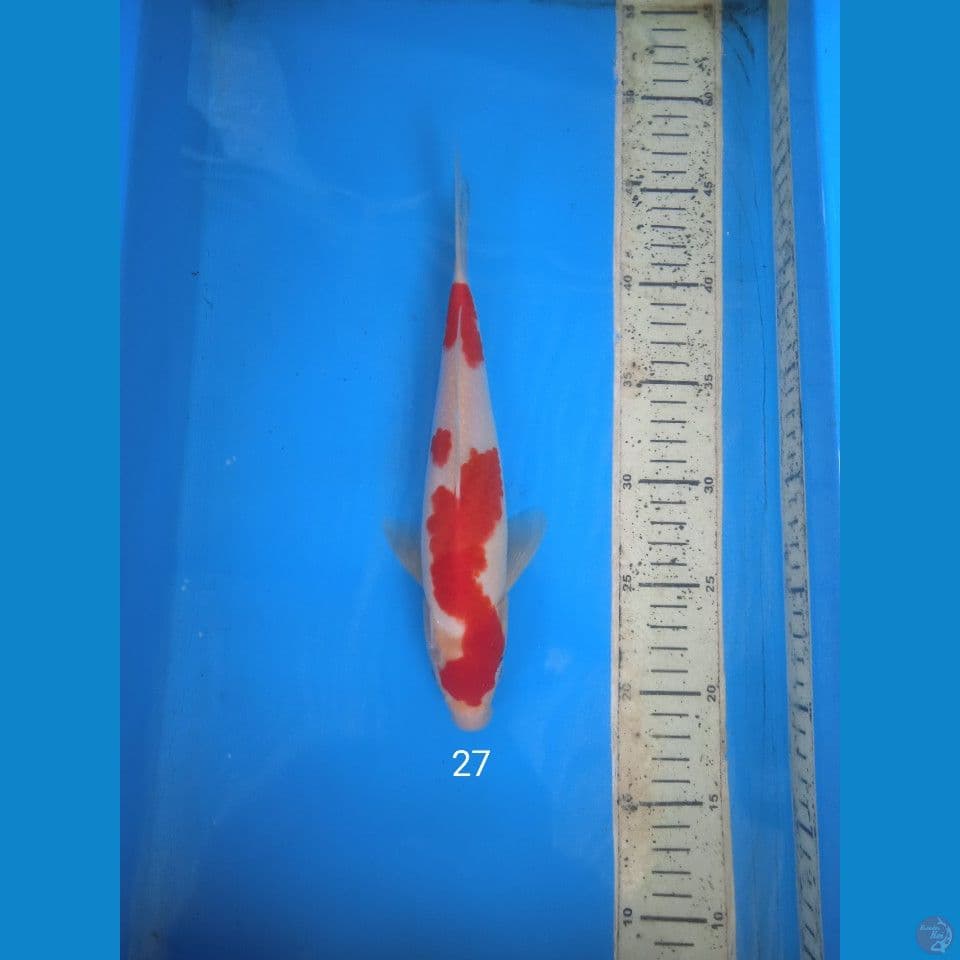 kohaku 27cm